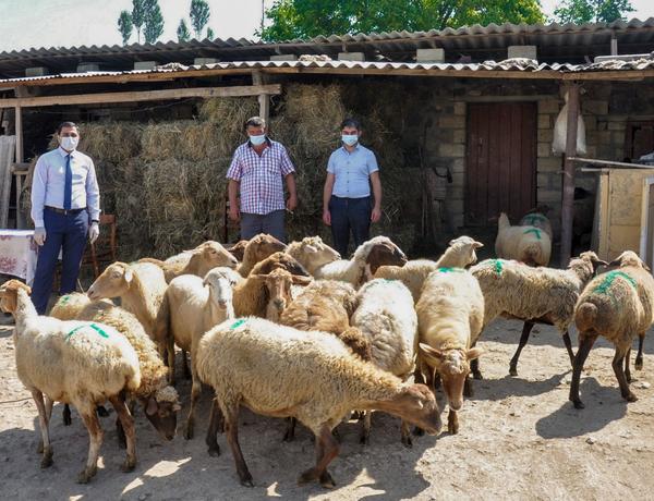 Cəbhə bölgəsində özünüməşğulluq proqramına qoşulan işsiz şəxs üçün kiçik təsərrüfatlar qurulur –