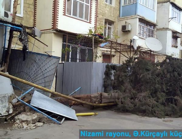 Güclü külək nəticəsində ağac qırılaraq qaz xəttinin üzərinə aşdı
