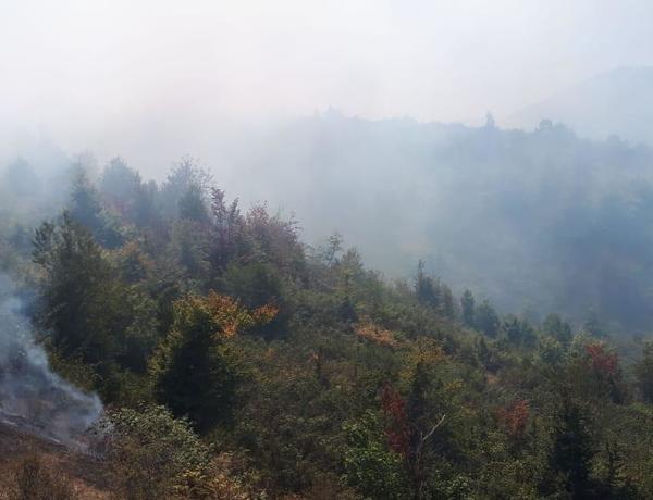 Hirkan Milli Parkında baş verən yanğın lokallaşdırıldı