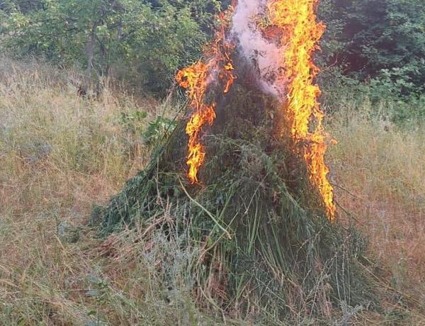 Xocavənddə narkotik palntasiyası aşkarlandı