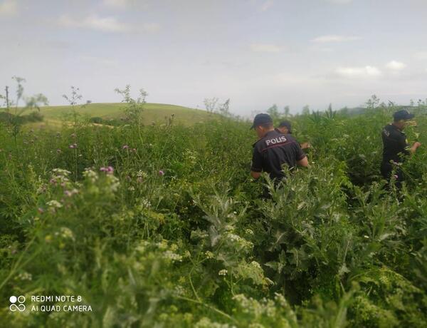 Siyəzəndə əməliyyat yolu ilə çətənə kolları aşkarlandı