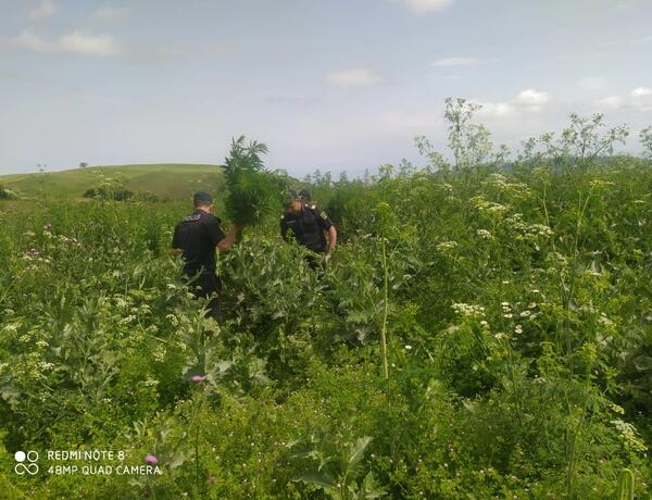 Ağsu dolaylarında yabanı halda bitən iki tona yaxın çətənə kolu məhv edildi
