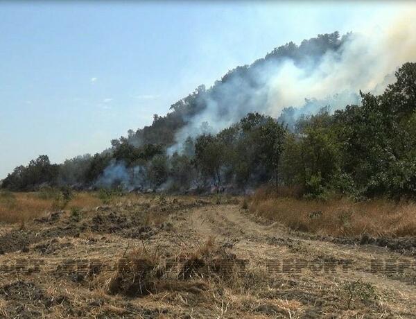 Siyəzən, Şabran, Xaçmaz və Qubadakı meşə yanğınları nəzarətə götürüldü