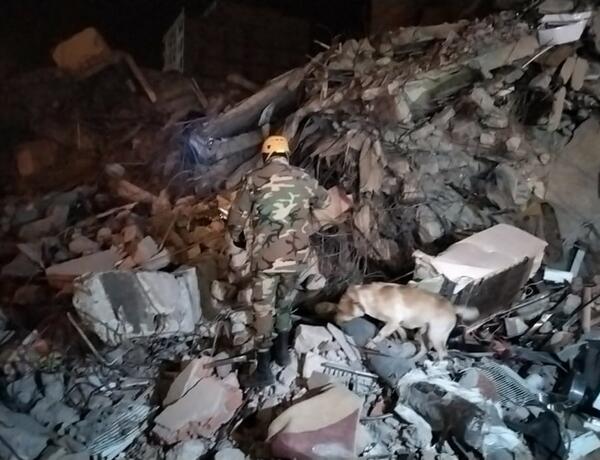 В Турции специально обученные собаки МЧС обнаружили под завалами 15 выживших