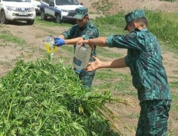 В Лачыне уничтожено свыше тонны дикорастущей конопли