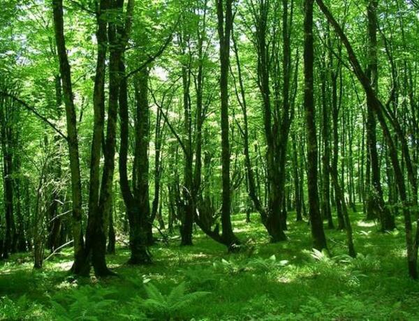 250 manat borca görə tanışını meşəyə çağırıb döydü: “Demişdi 10 günə qaytaracam”
