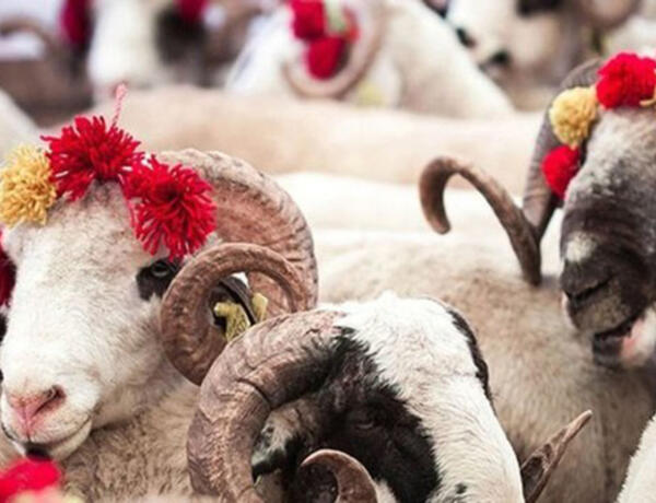 Qurban bayramı ilə bağlı fətva verildi –