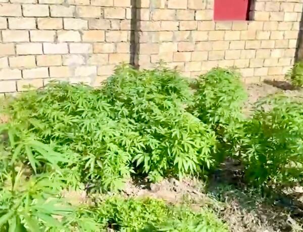 Sabirabadda çətənə kolları yetişdirən 4 nəfər saxlanıldı –