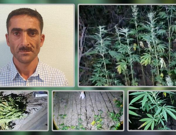 Lerikdə çətənə kolları yetişdirməkdə şübhəli bilinən şəxs saxlanıldı