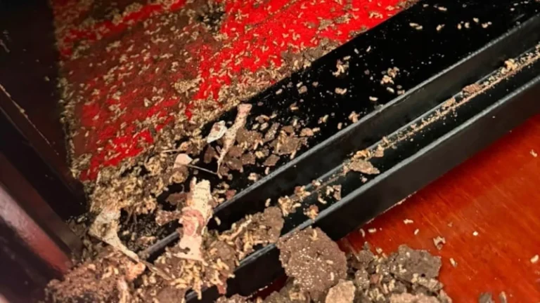 1 milyon pulunu həşəratlar məhv etdi – FOTO