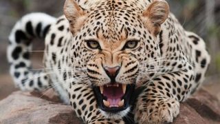 Bəbir hücumuna məruz qalan zoopark əməkdaşı ölüb