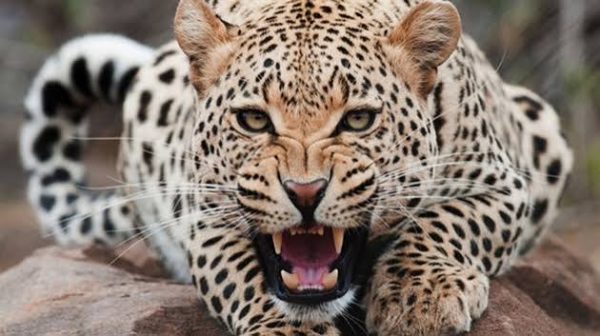 Bəbir hücumuna məruz qalan zoopark əməkdaşı ölüb